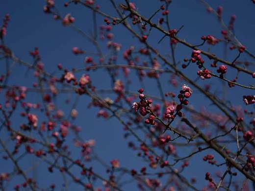 📸春语◇梅园（个人主页-ZNzMxOTEzOTY=） - 风光摄影 - 站酷设计师昏鸦有个窝原创素材 - 站酷ZCOOL