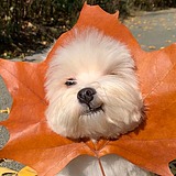 Heptapod的头像