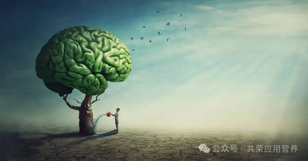 独家揭秘！Nature子刊证实：想要记忆力开挂？这份“黑金食谱”请收好！（图ZMTU0Mzc1NjQ=） - 资讯 - 站酷设计师Z154682203原创素材 - 站酷ZCOOL