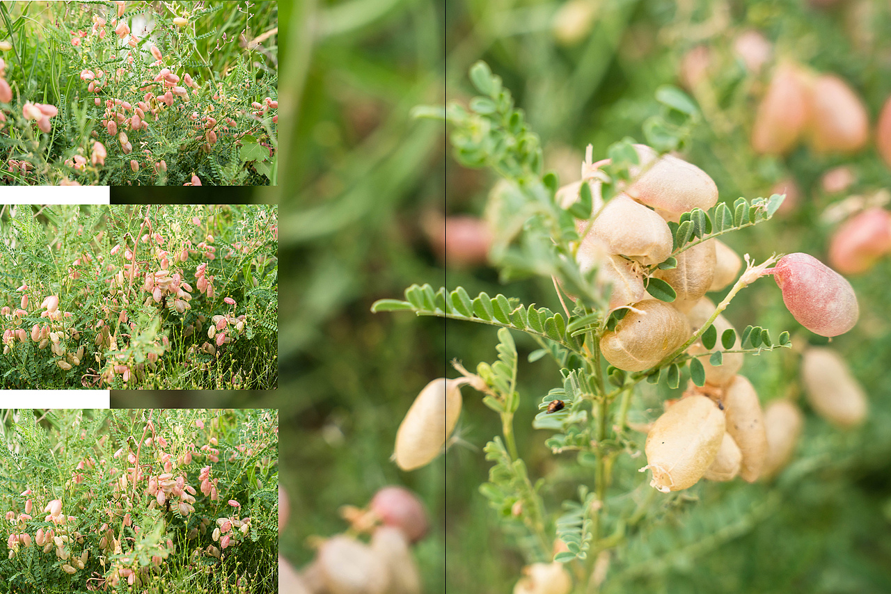 夏天走到新疆去（图ZNDAzMDAzMTM2） - 风光摄影 - 站酷设计师DarkAmber原创素材 - 站酷ZCOOL