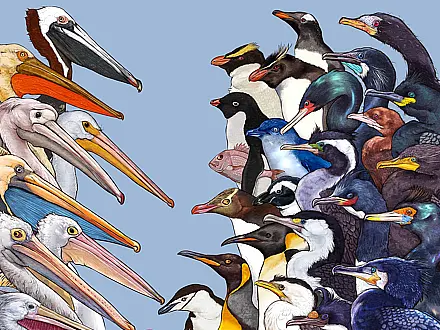 动物插画-物种科普绘本合集（三）2025年汇