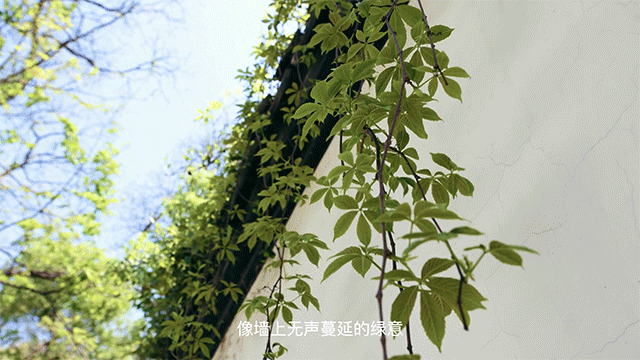 西苔×甚至创意产品情绪短片 -《苔痕旧梦》- 香薰广告（图ZNDAzMDY1MDU2） - 短片 - 站酷设计师甚至创意原创素材 - 站酷ZCOOL