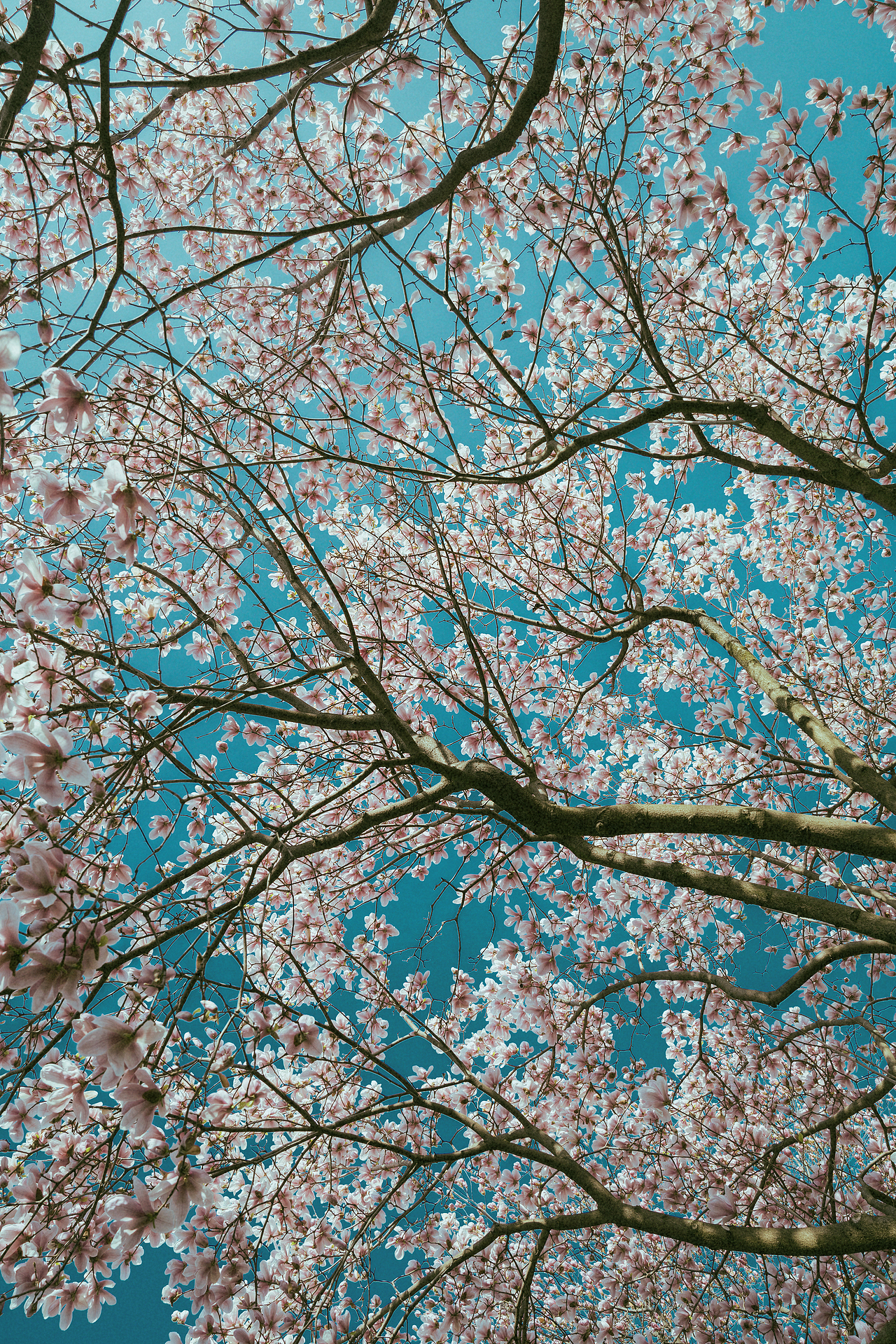 抬头做了一场梦（图ZNDAzMTE3MjYw） - 风光摄影 - 站酷设计师ROEMWO原创素材 - 站酷ZCOOL