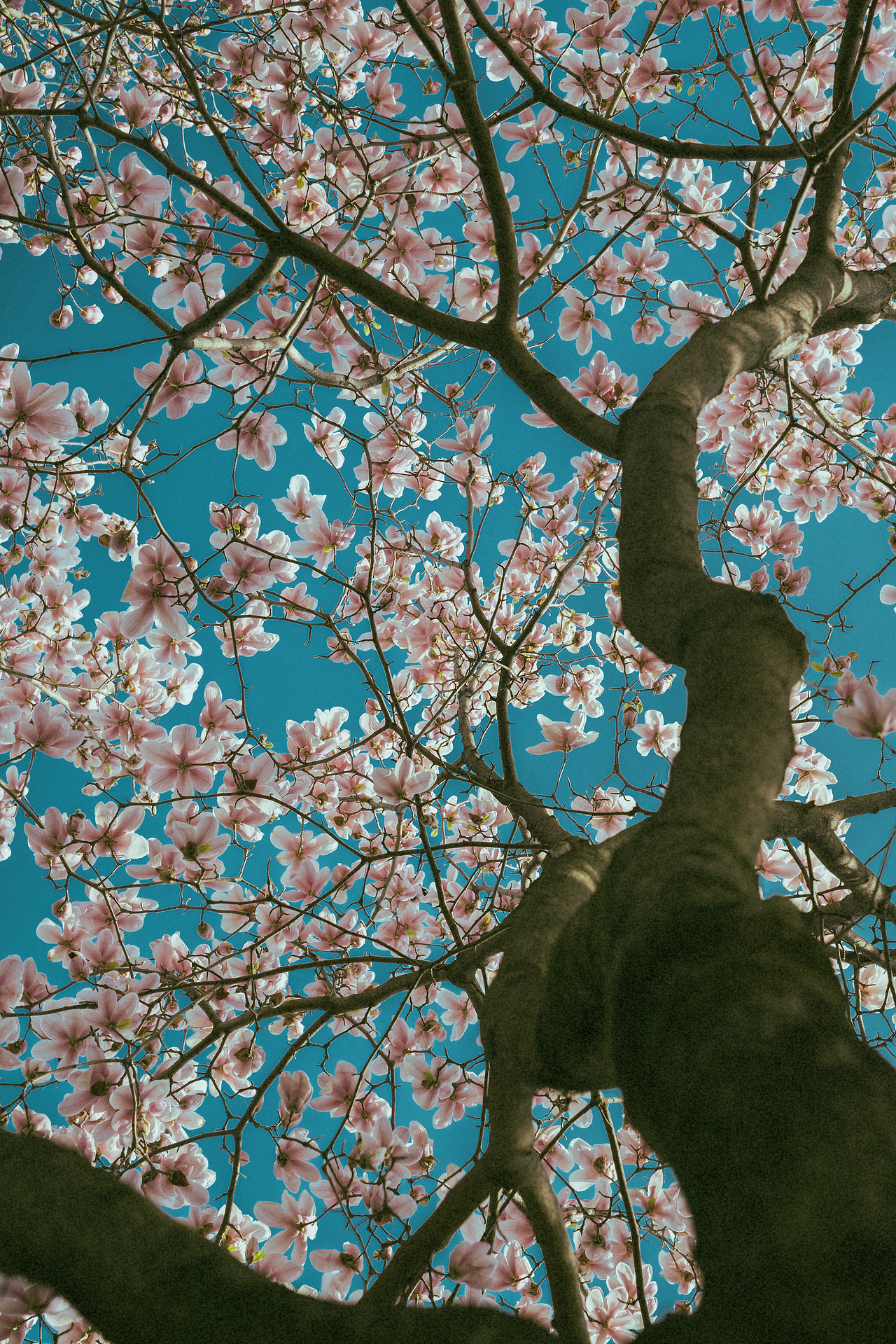 抬头做了一场梦（图ZNDAzMTE3MjUy） - 风光摄影 - 站酷设计师ROEMWO原创素材 - 站酷ZCOOL