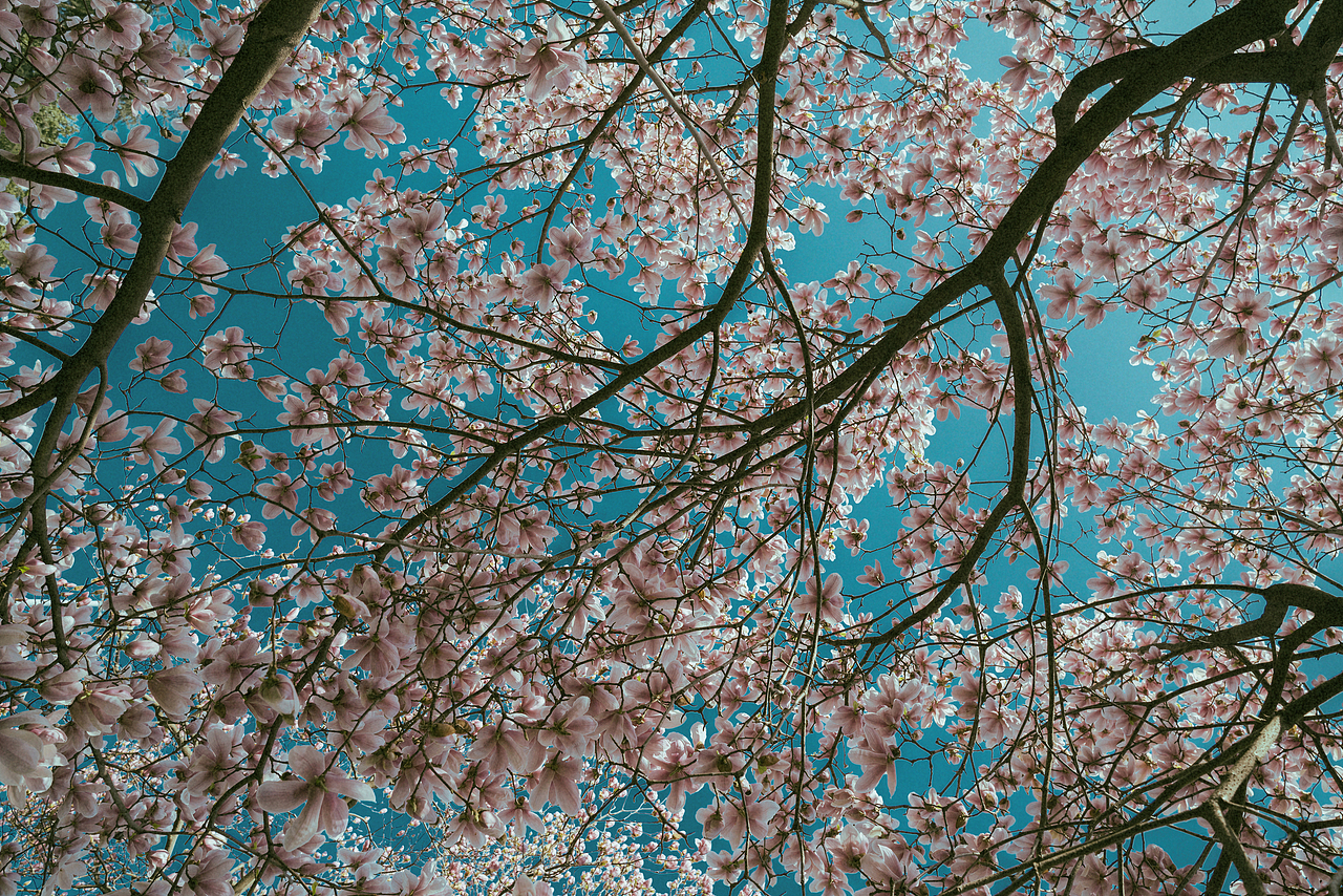 抬头做了一场梦（图ZNDAzMTE3MzA4） - 风光摄影 - 站酷设计师ROEMWO原创素材 - 站酷ZCOOL