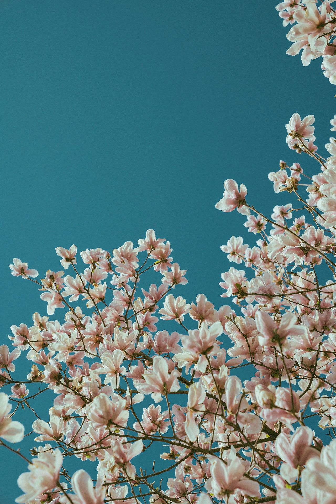 抬头做了一场梦（图ZNDAzMTE3MzAw） - 风光摄影 - 站酷设计师ROEMWO原创素材 - 站酷ZCOOL