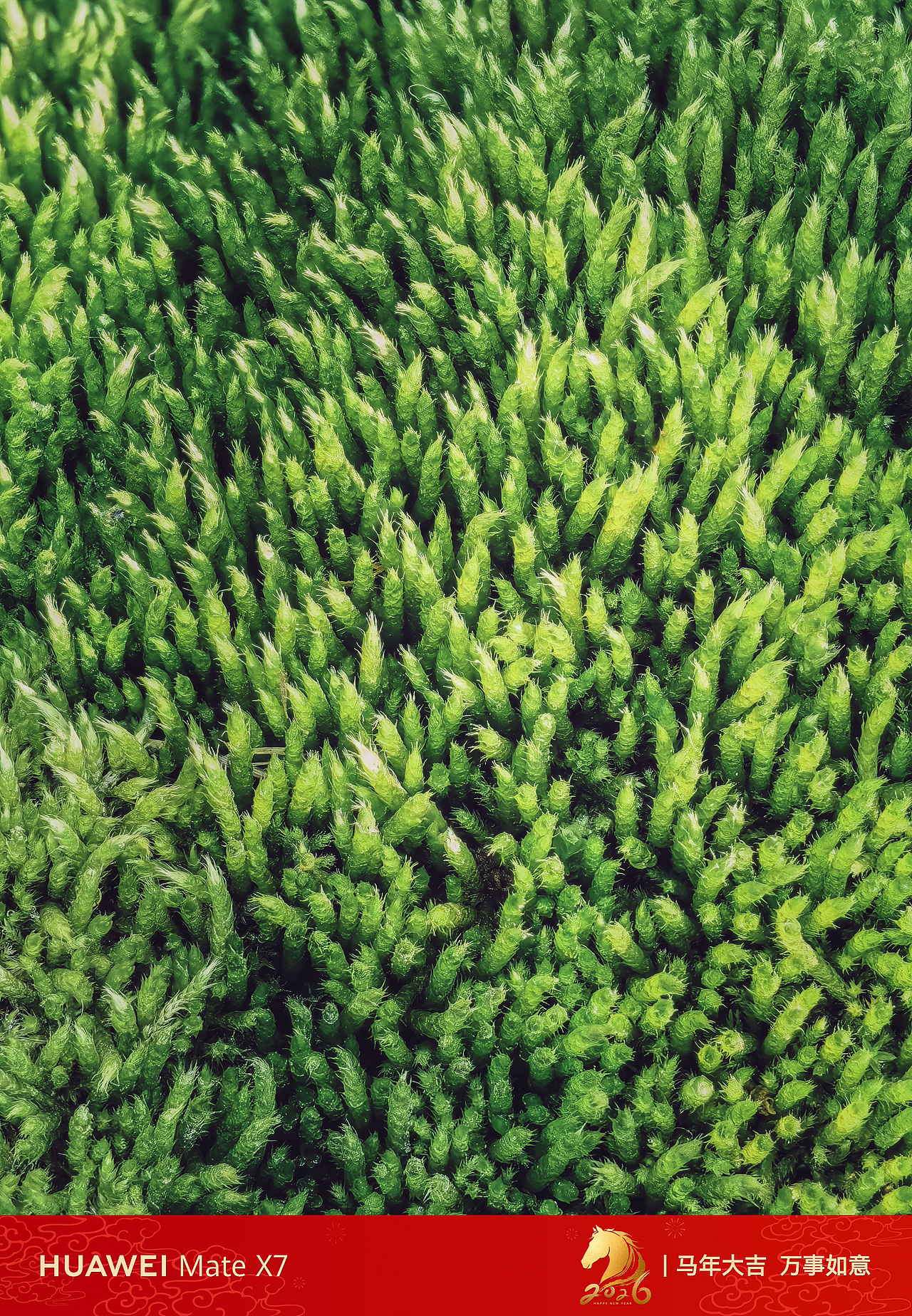 华为MateX7记录下的春（图ZNDAzMTk2NDQw） - 风光摄影 - 站酷设计师光子iiii原创素材 - 站酷ZCOOL