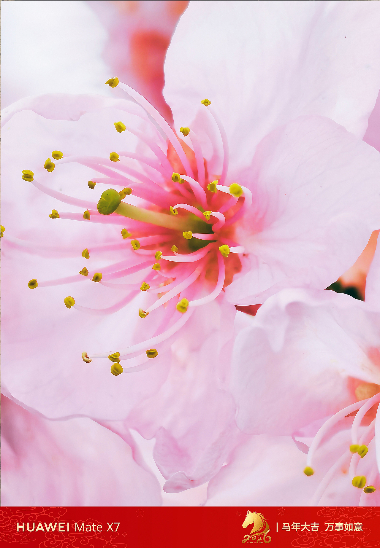 华为MateX7记录下的春（图ZNDAzMTk2NDM2） - 风光摄影 - 站酷设计师光子iiii原创素材 - 站酷ZCOOL