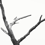 树枝孤鸟Perch的头像