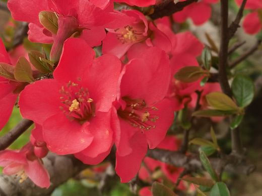 貼梗海棠（木瓜海棠）（個(gè)人主頁-ZNzMyMjgyODA=） - 風(fēng)光攝影 - 站酷設(shè)計(jì)師Z022906332原創(chuàng)素材 - 站酷ZCOOL