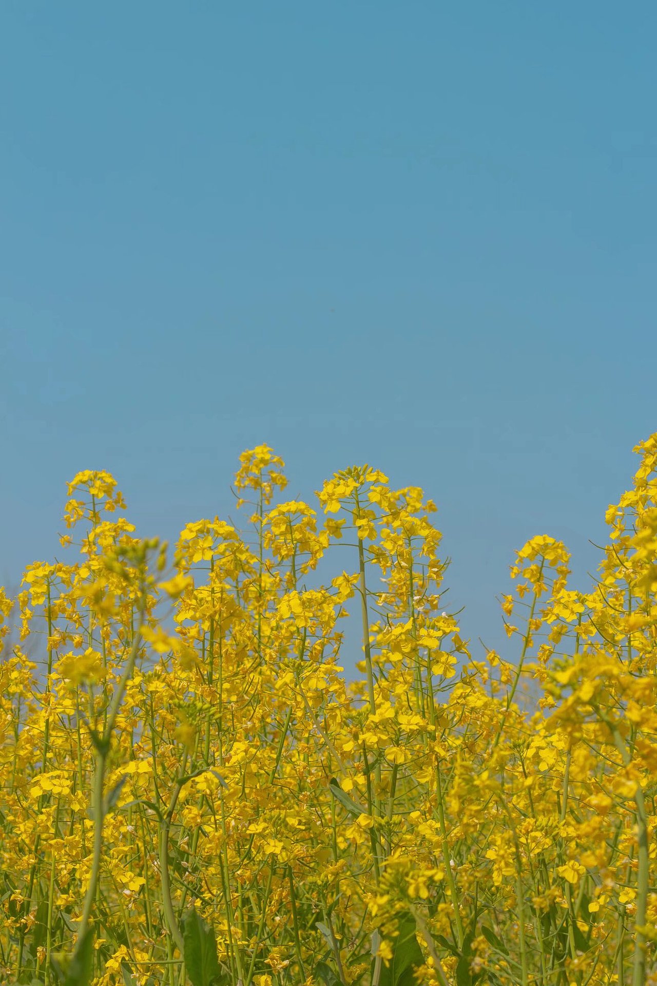 山边村风景花海（图ZNDAzMzE1Mzcy） - 人像摄影 - 站酷设计师大肥猫时光机原创素材 - 站酷ZCOOL