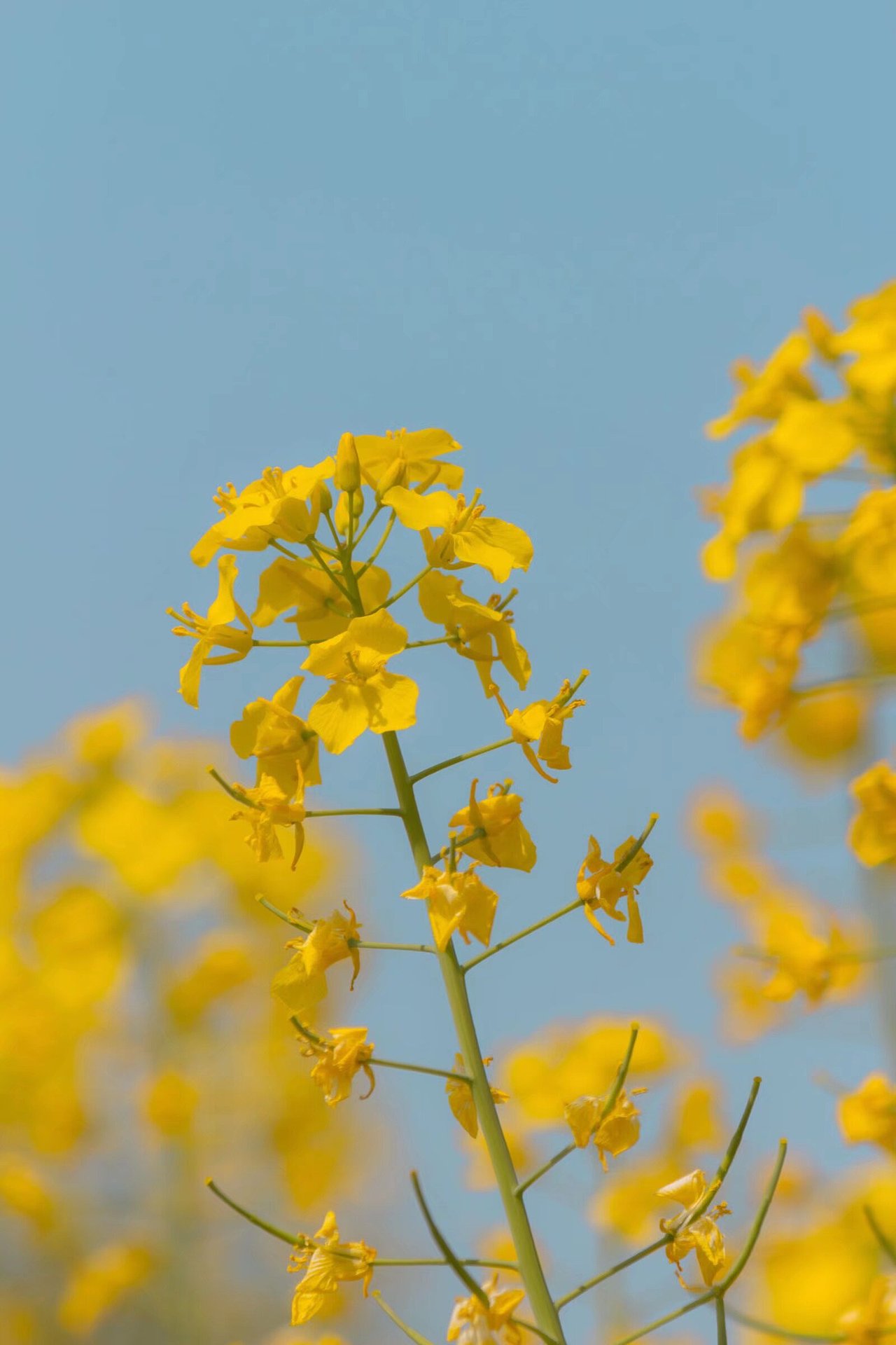 山边村风景花海（图ZNDAzMzE1Mzc2） - 人像摄影 - 站酷设计师大肥猫时光机原创素材 - 站酷ZCOOL