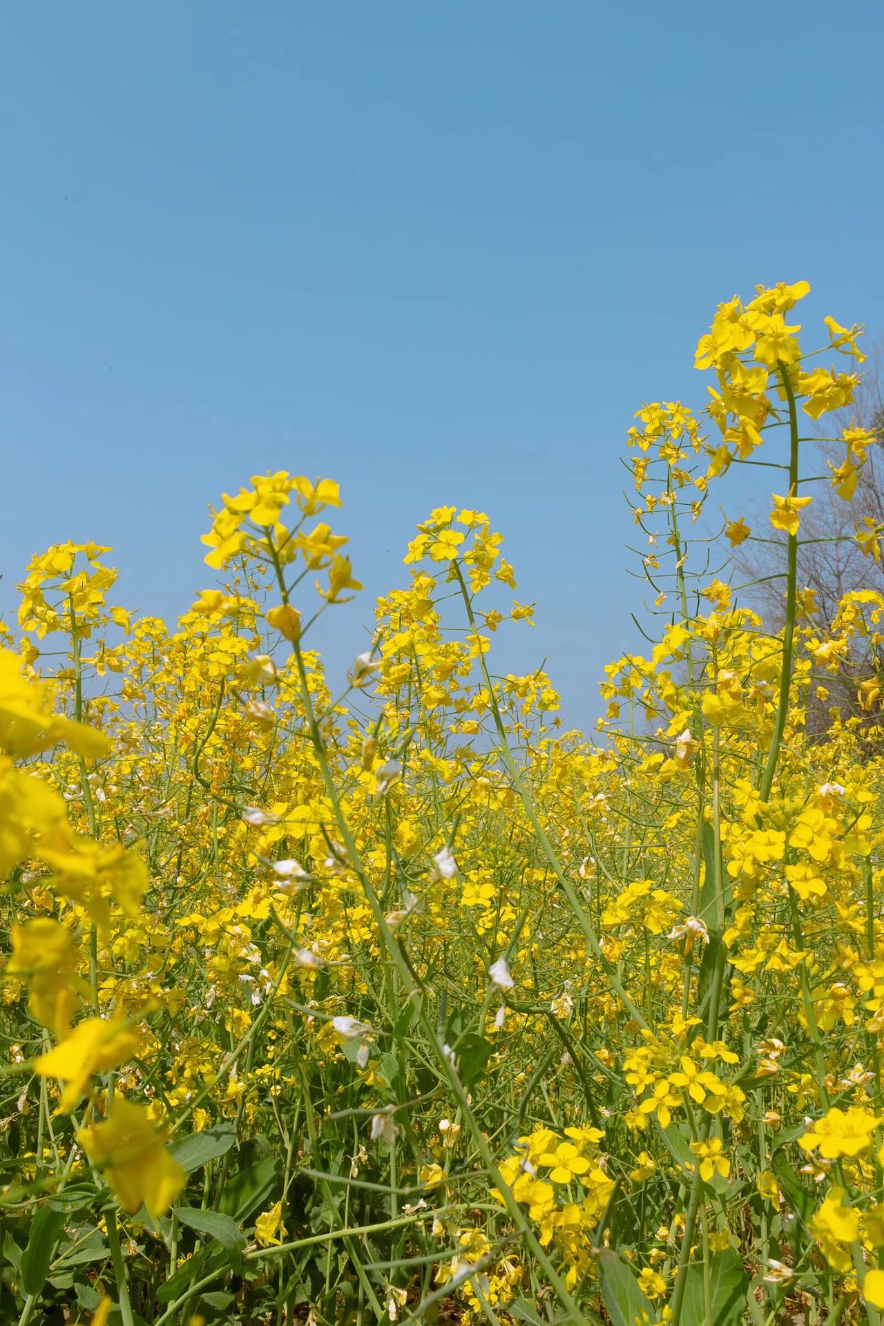 山边村风景花海（图ZNDAzMzE1MzY4） - 人像摄影 - 站酷设计师大肥猫时光机原创素材 - 站酷ZCOOL