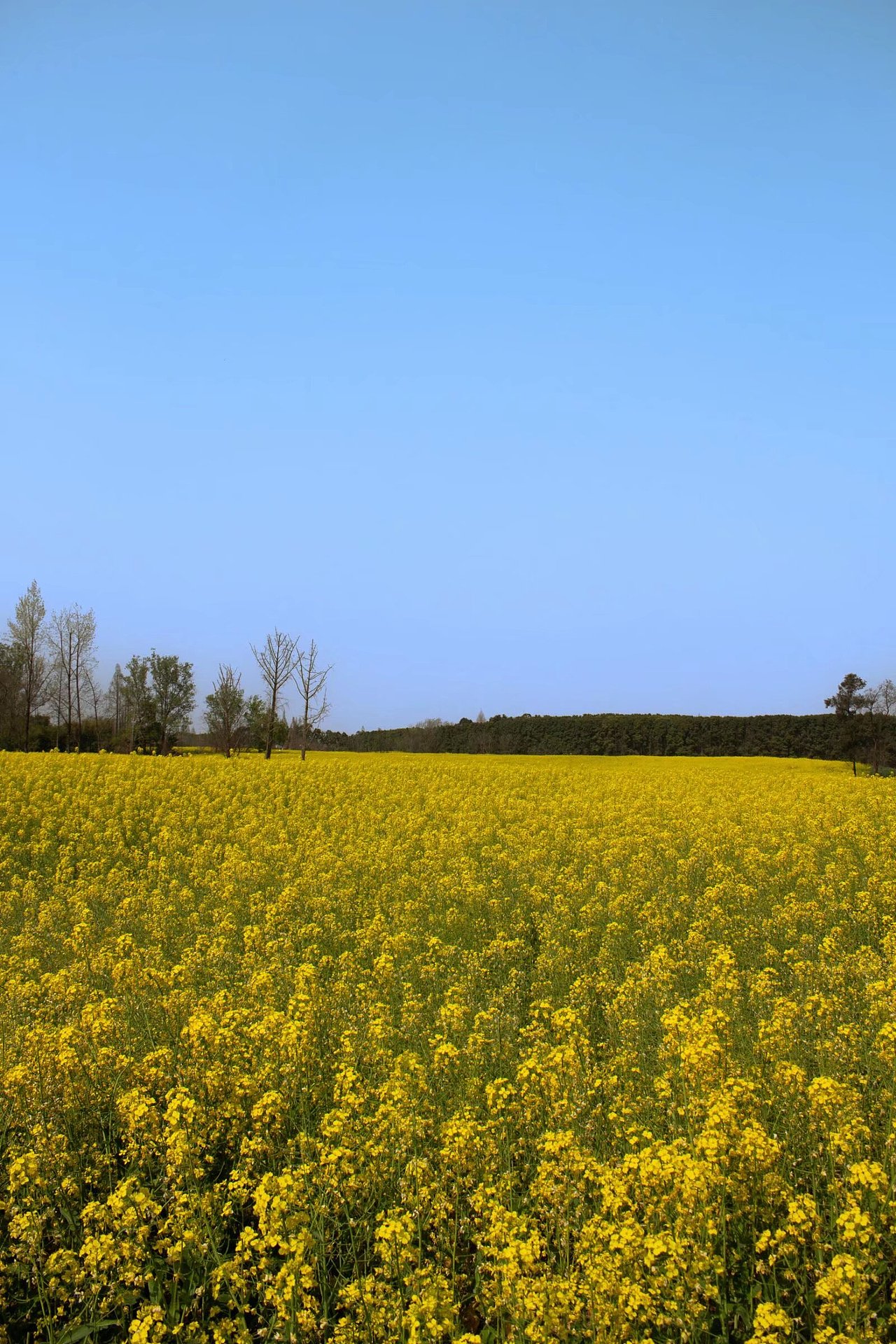 山边村风景花海（图ZNDAzMzE1Mzgw） - 人像摄影 - 站酷设计师大肥猫时光机原创素材 - 站酷ZCOOL