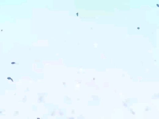 小蝌蚪视频素材