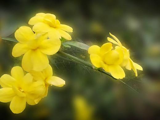 野迎春（個(gè)人主頁-ZNzMyMzQ2MDQ=） - 風(fēng)光攝影 - 站酷設(shè)計(jì)師Z022906332原創(chuàng)素材 - 站酷ZCOOL