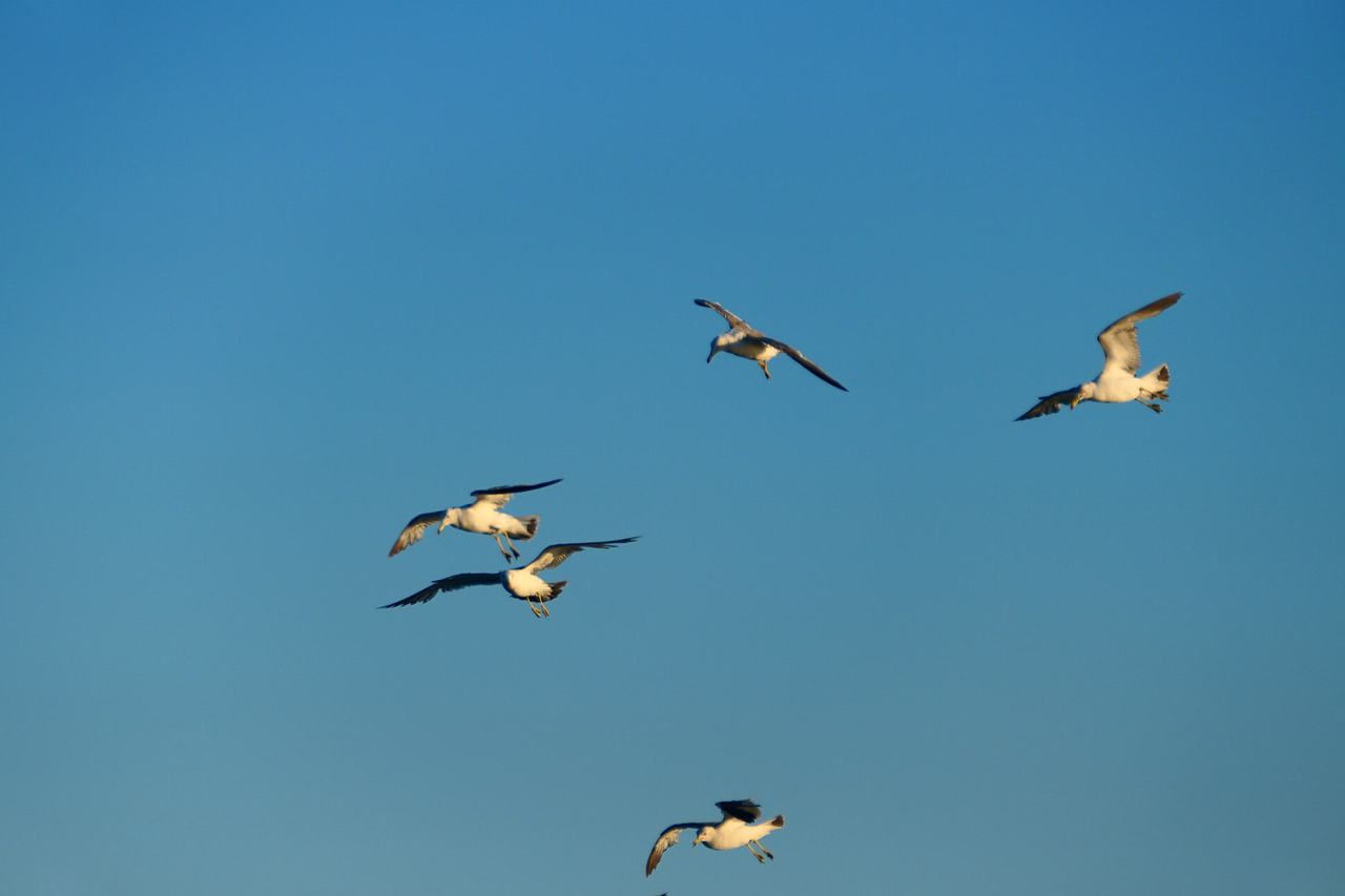 雪域高原的风，裹着酥油的香（图ZNDAzMzg0NTY0） - 海报 - 站酷设计师wn赤子原创素材 - 站酷ZCOOL