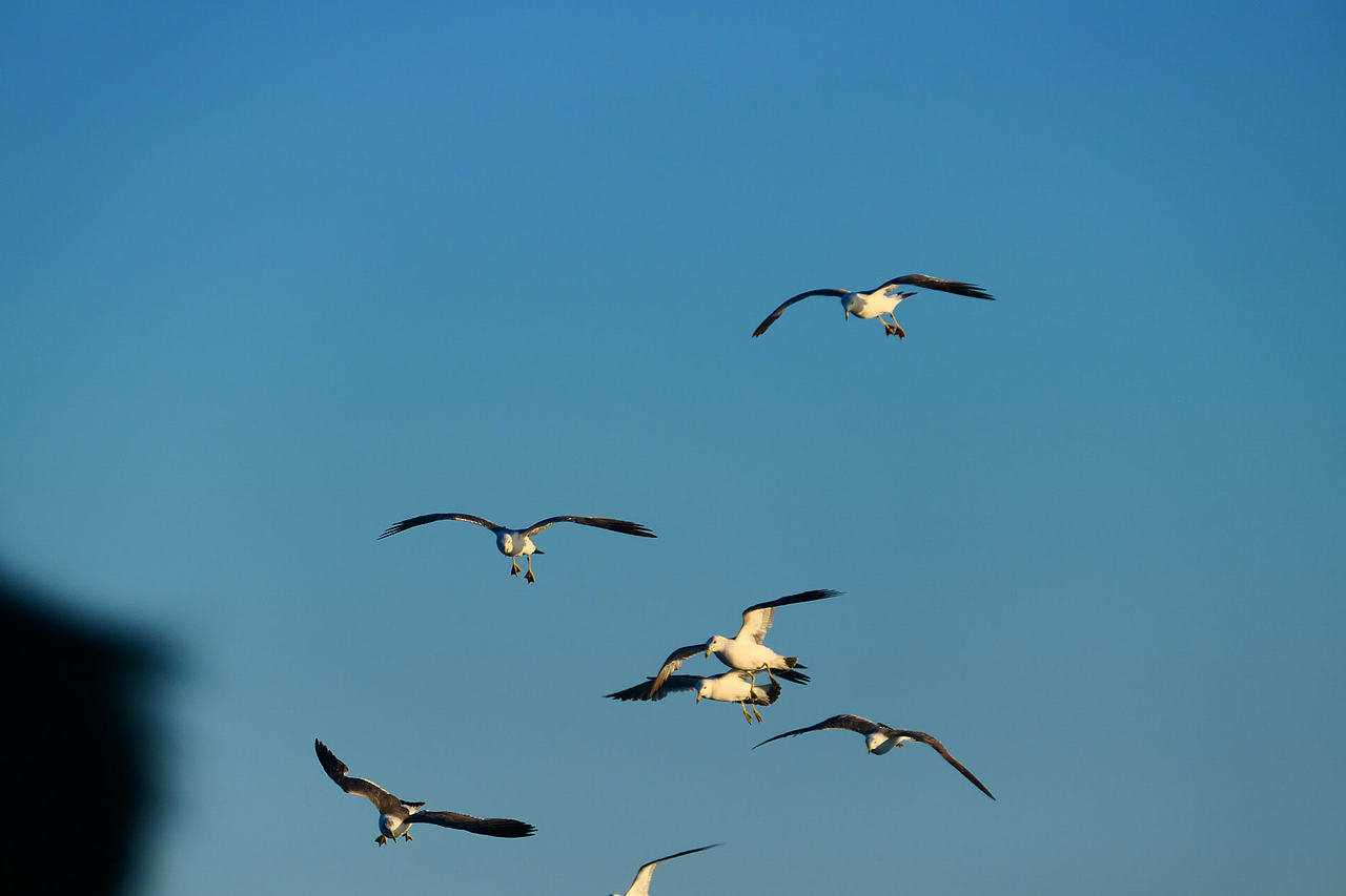 雪域高原的风，裹着酥油的香（图ZNDAzMzg0NTQw） - 海报 - 站酷设计师wn赤子原创素材 - 站酷ZCOOL