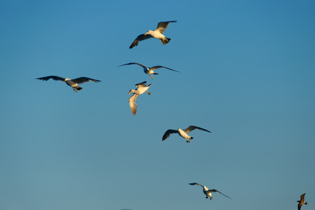 雪域高原的风，裹着酥油的香（图ZNDAzMzg0NTQ4） - 海报 - 站酷设计师wn赤子原创素材 - 站酷ZCOOL