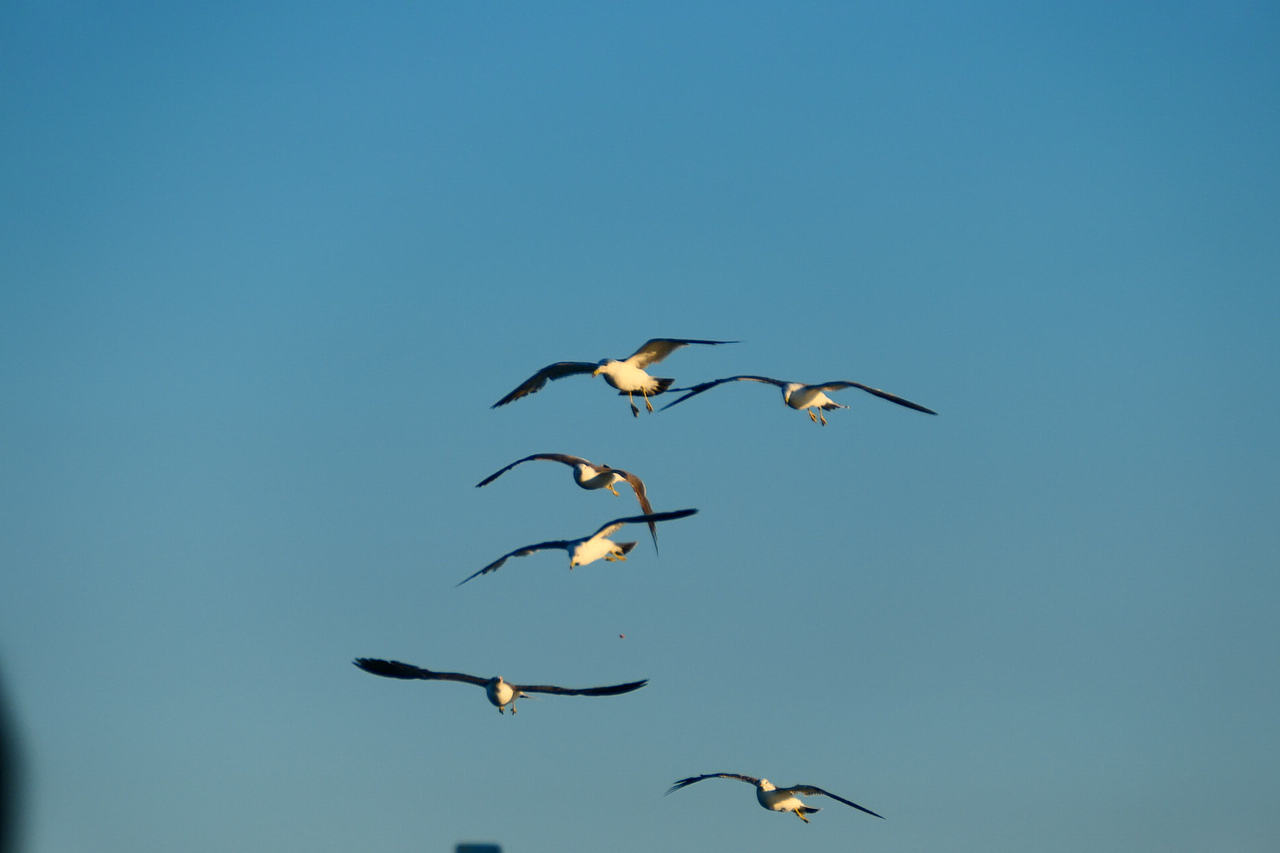 雪域高原的风，裹着酥油的香（图ZNDAzMzg0NTQ0） - 海报 - 站酷设计师wn赤子原创素材 - 站酷ZCOOL