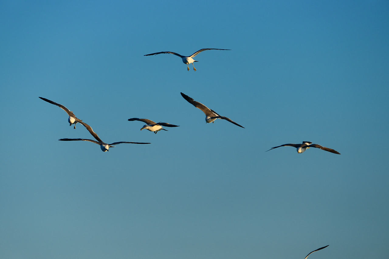 雪域高原的风，裹着酥油的香（图ZNDAzMzg0NTU2） - 海报 - 站酷设计师wn赤子原创素材 - 站酷ZCOOL