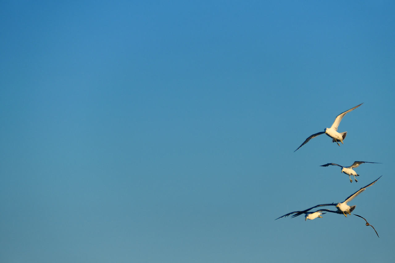 雪域高原的风，裹着酥油的香（图ZNDAzMzg0NTUy） - 海报 - 站酷设计师wn赤子原创素材 - 站酷ZCOOL