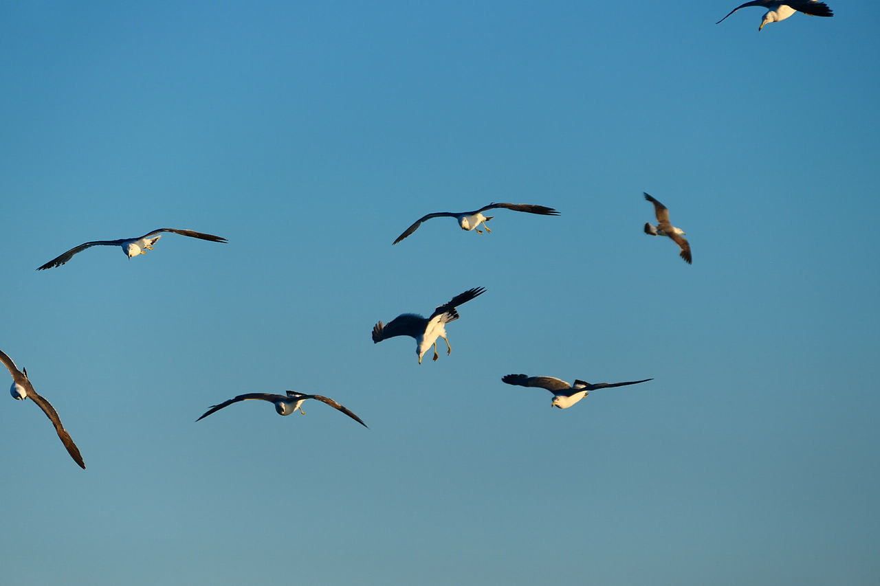 雪域高原的风，裹着酥油的香（图ZNDAzMzg0NTY4） - 海报 - 站酷设计师wn赤子原创素材 - 站酷ZCOOL
