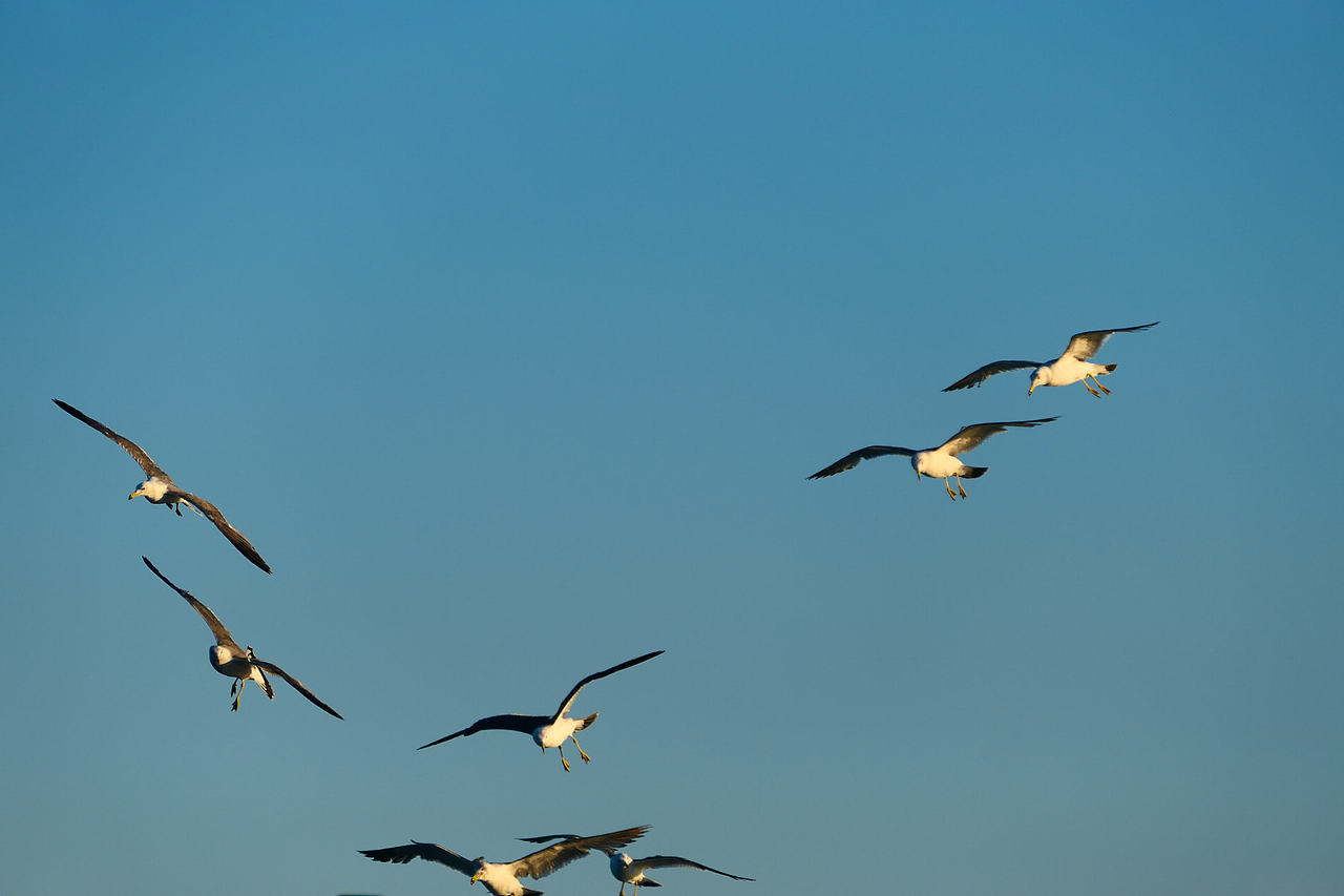 雪域高原的风，裹着酥油的香（图ZNDAzMzg0NTc2） - 海报 - 站酷设计师wn赤子原创素材 - 站酷ZCOOL