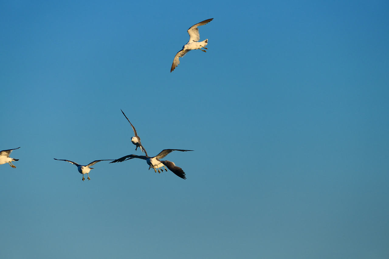 雪域高原的风，裹着酥油的香（图ZNDAzMzg0NTg0） - 海报 - 站酷设计师wn赤子原创素材 - 站酷ZCOOL