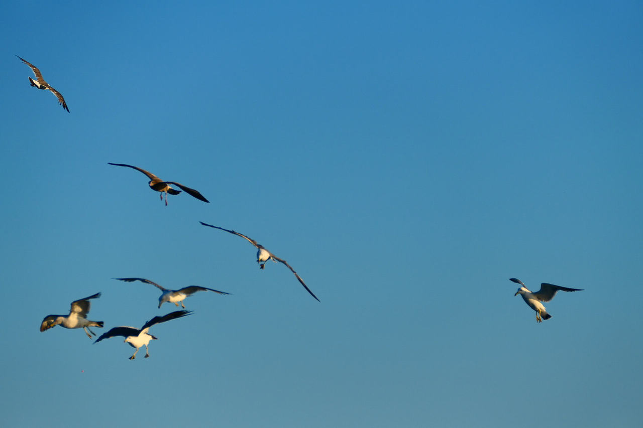 雪域高原的风，裹着酥油的香（图ZNDAzMzg0NjAw） - 海报 - 站酷设计师wn赤子原创素材 - 站酷ZCOOL