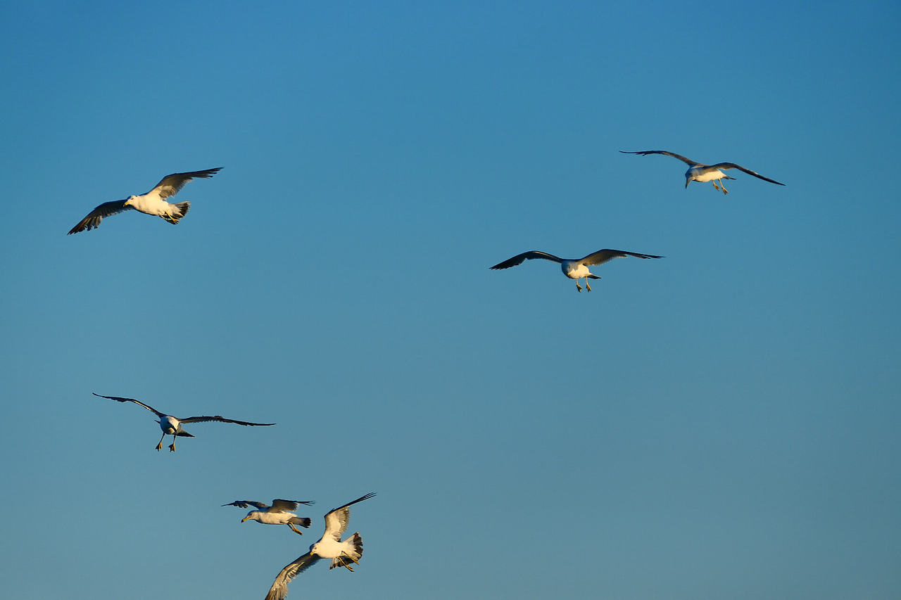 雪域高原的风，裹着酥油的香（图ZNDAzMzg0NTcy） - 海报 - 站酷设计师wn赤子原创素材 - 站酷ZCOOL