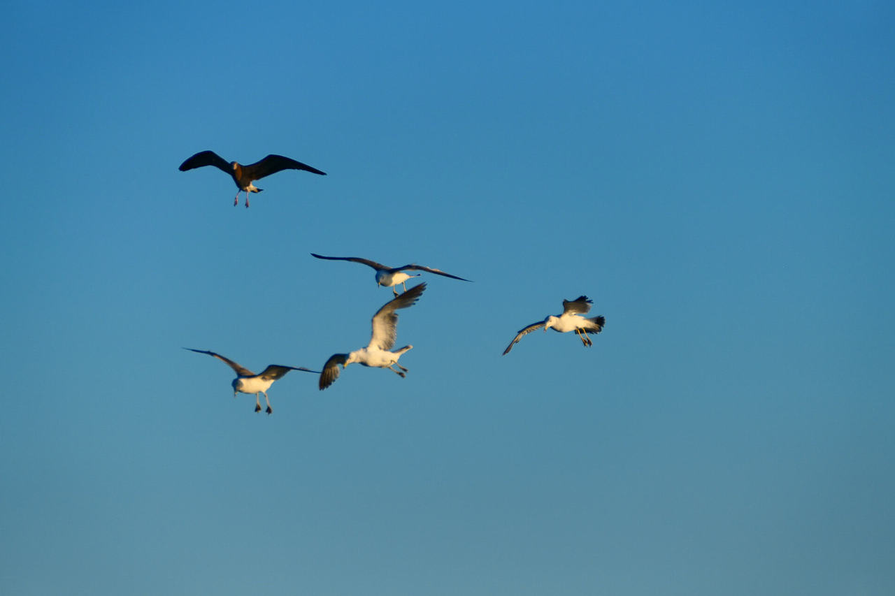 雪域高原的风，裹着酥油的香（图ZNDAzMzg0NTk2） - 海报 - 站酷设计师wn赤子原创素材 - 站酷ZCOOL