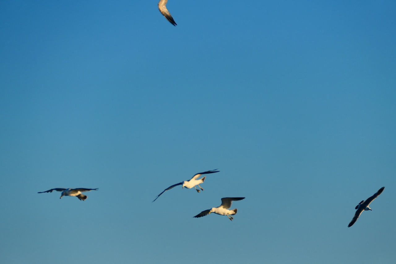 雪域高原的风，裹着酥油的香（图ZNDAzMzg0NjA0） - 海报 - 站酷设计师wn赤子原创素材 - 站酷ZCOOL