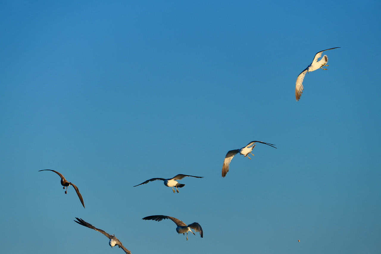 雪域高原的风，裹着酥油的香（图ZNDAzMzg0NTky） - 海报 - 站酷设计师wn赤子原创素材 - 站酷ZCOOL