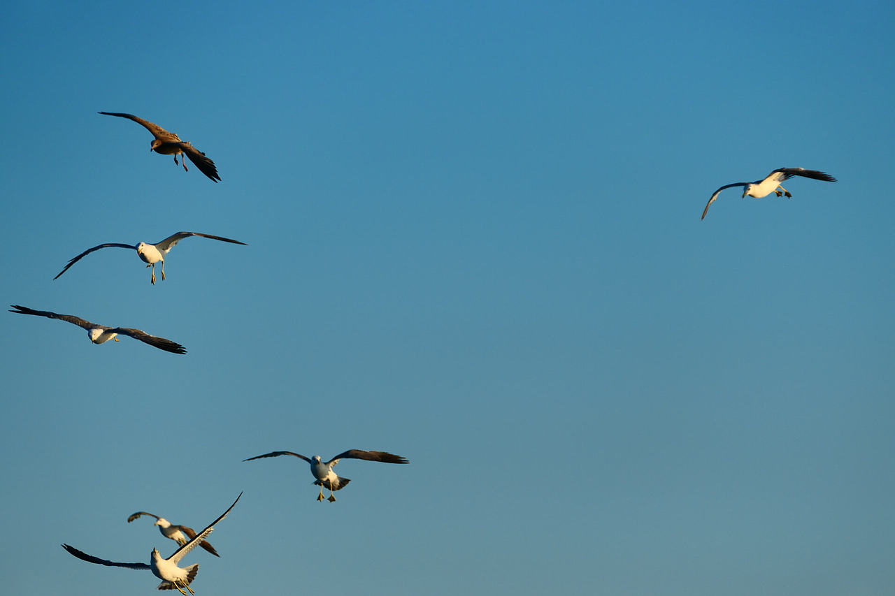 雪域高原的风，裹着酥油的香（图ZNDAzMzg0NjA4） - 海报 - 站酷设计师wn赤子原创素材 - 站酷ZCOOL