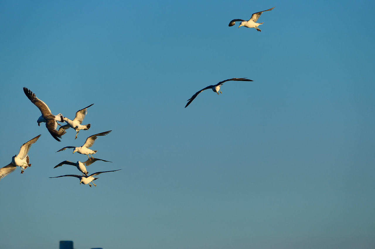 雪域高原的风，裹着酥油的香（图ZNDAzMzg0NjE2） - 海报 - 站酷设计师wn赤子原创素材 - 站酷ZCOOL