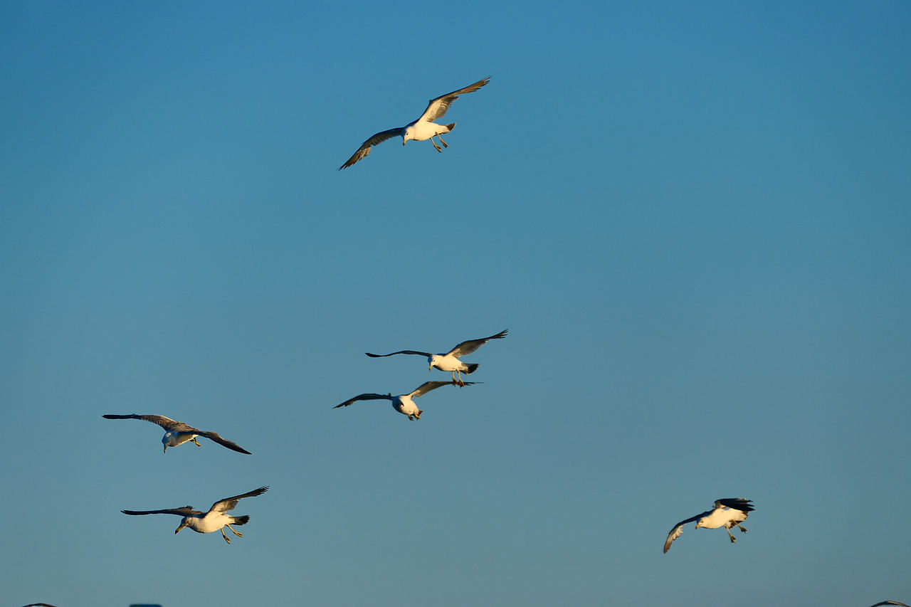 雪域高原的风，裹着酥油的香（图ZNDAzMzg0NjIw） - 海报 - 站酷设计师wn赤子原创素材 - 站酷ZCOOL