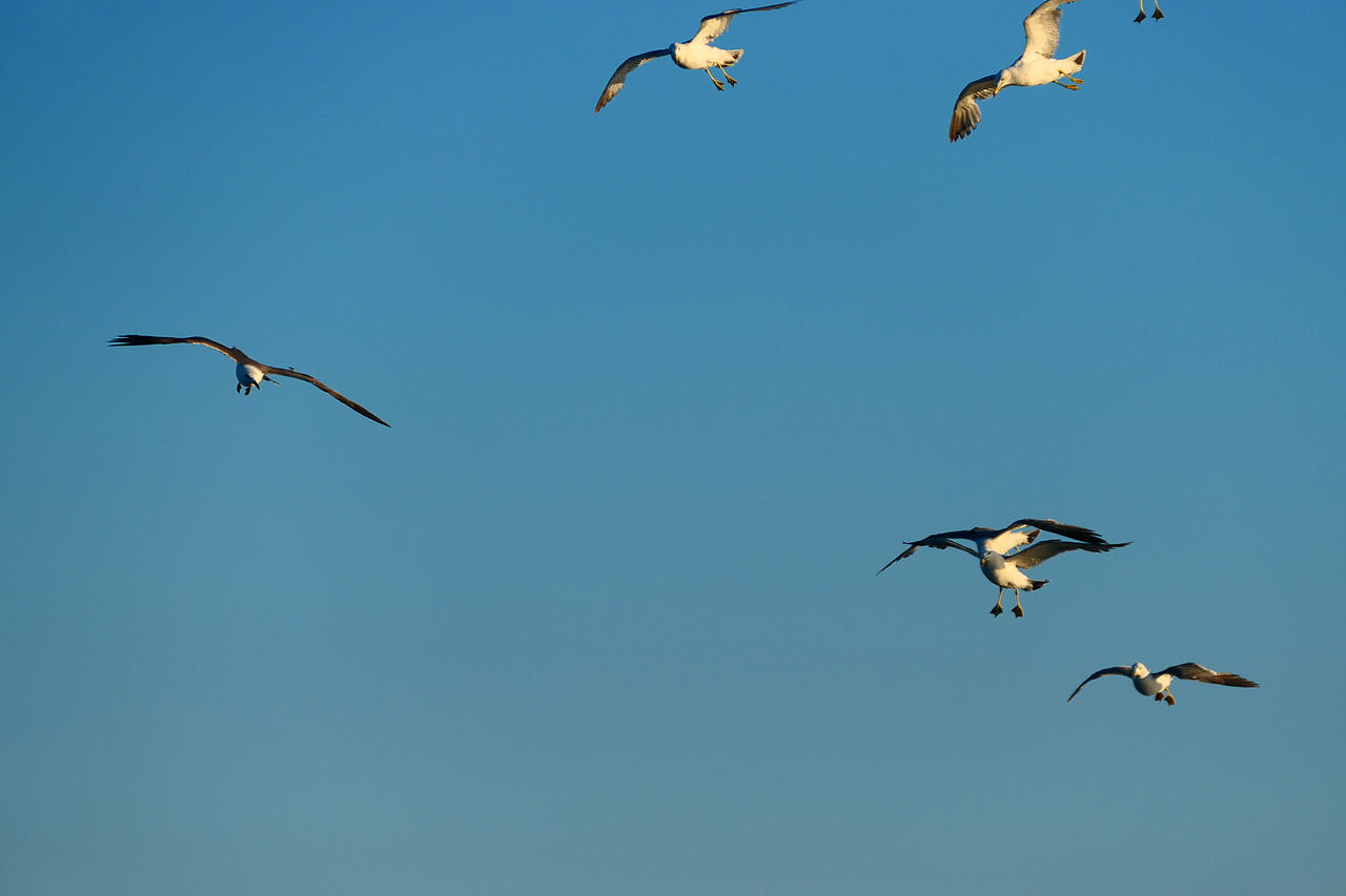 雪域高原的风，裹着酥油的香（图ZNDAzMzg0NTYw） - 海报 - 站酷设计师wn赤子原创素材 - 站酷ZCOOL