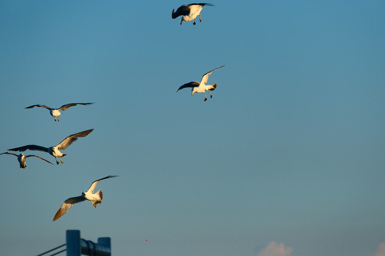 雪域高原的风，裹着酥油的香（图ZNDAzMzg0NjEy） - 海报 - 站酷设计师wn赤子原创素材 - 站酷ZCOOL