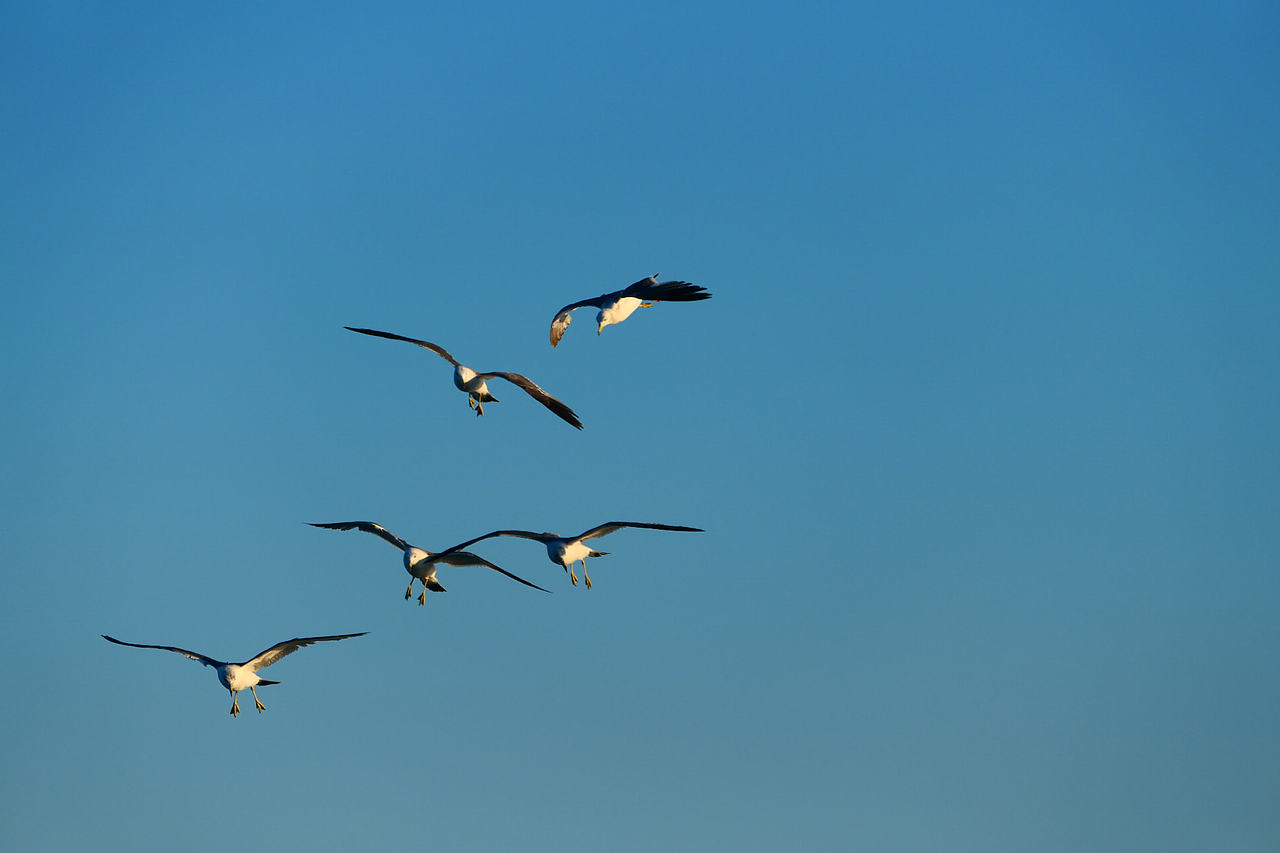 雪域高原的风，裹着酥油的香（图ZNDAzMzg0NTg4） - 海报 - 站酷设计师wn赤子原创素材 - 站酷ZCOOL