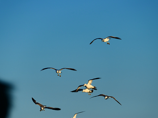 雪域高原的风，裹着酥油的香