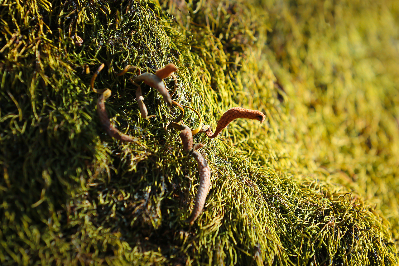 青泥岭随拍（图ZNDAzNTQ1OTY4） - 人文/纪实摄影 - 站酷设计师金徽高旭原创素材 - 站酷ZCOOL