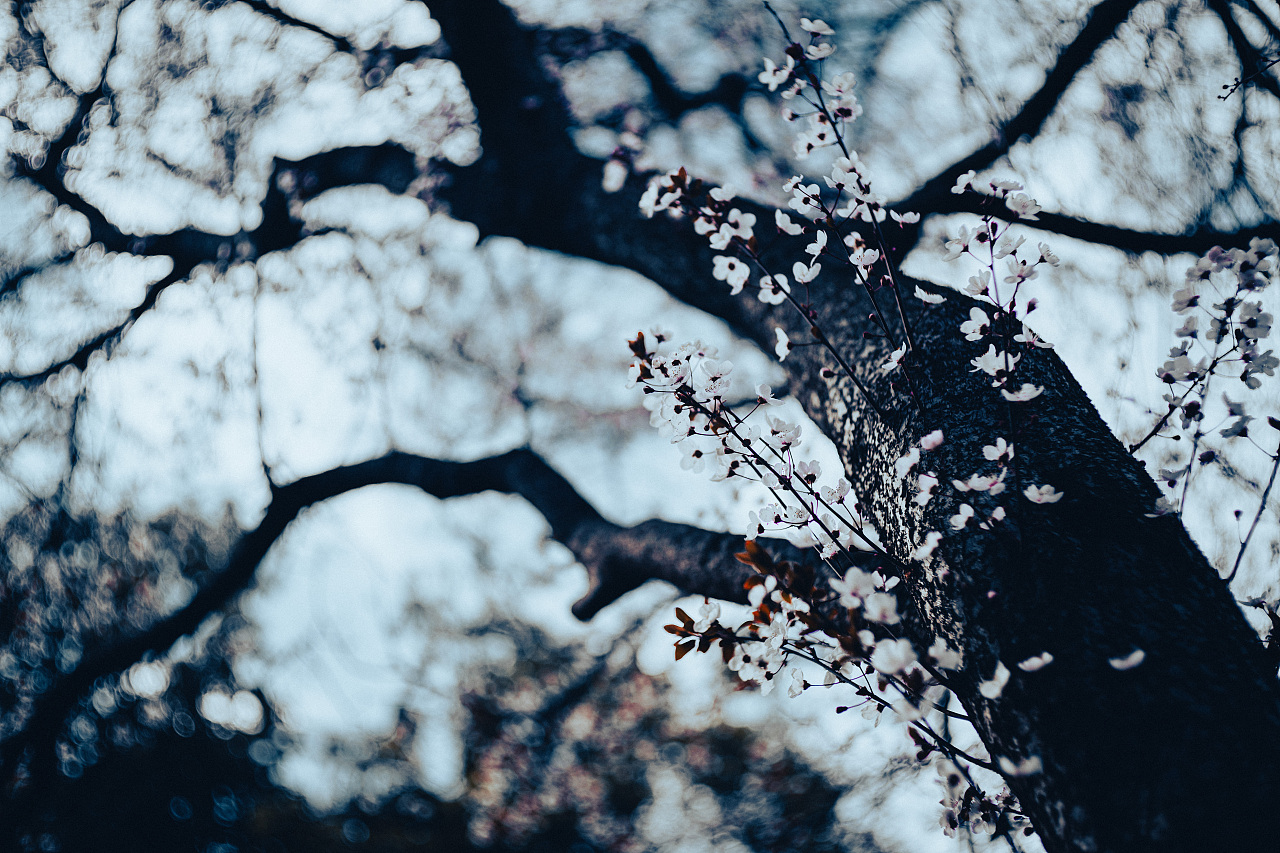 盛开的紫叶李（图ZNDAzNTQ5Njky） - 风光摄影 - 站酷设计师下午茶空间原创素材 - 站酷ZCOOL