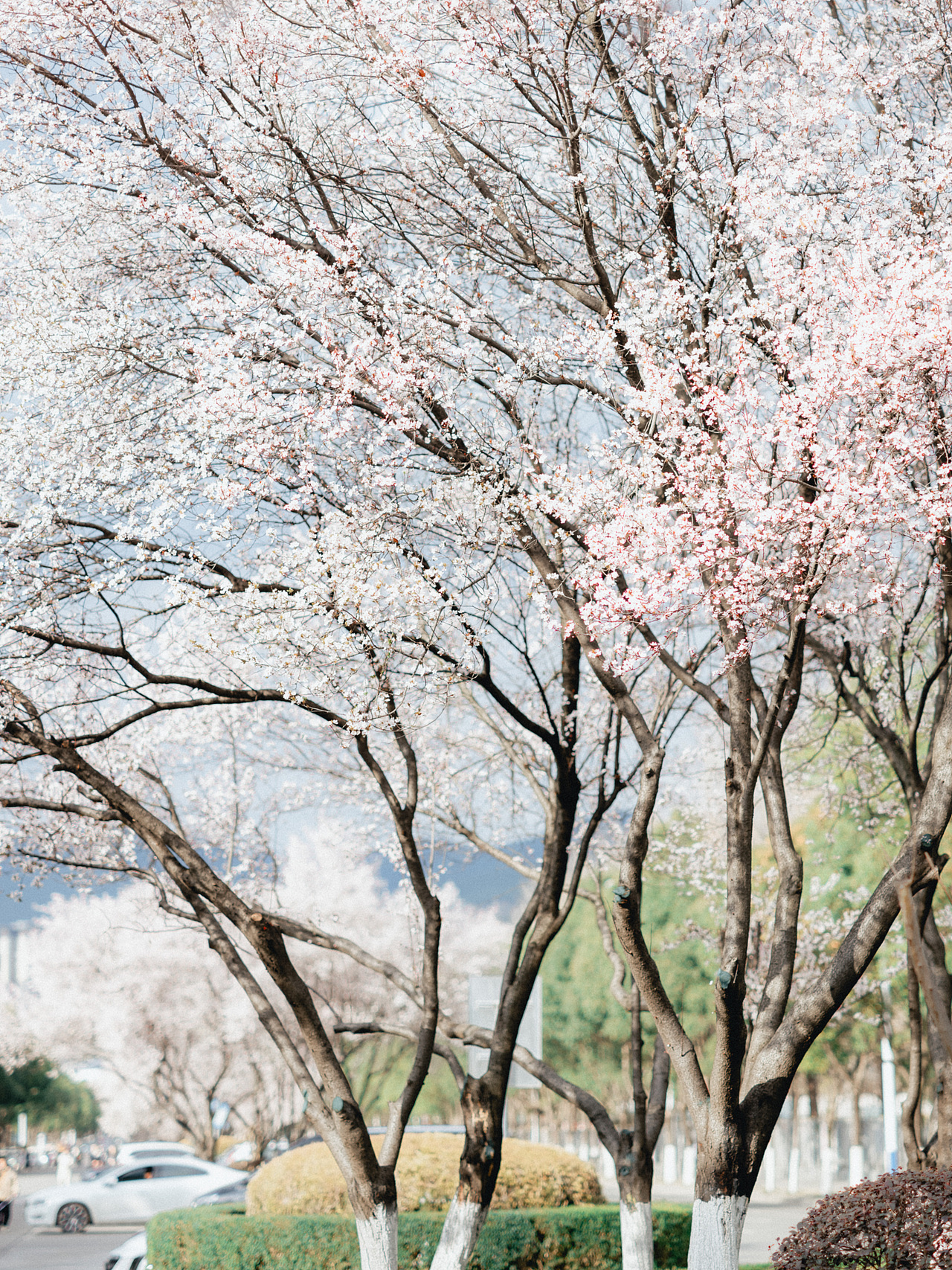 盛开的紫叶李（图ZNDAzNTQ5NzAw） - 风光摄影 - 站酷设计师下午茶空间原创素材 - 站酷ZCOOL