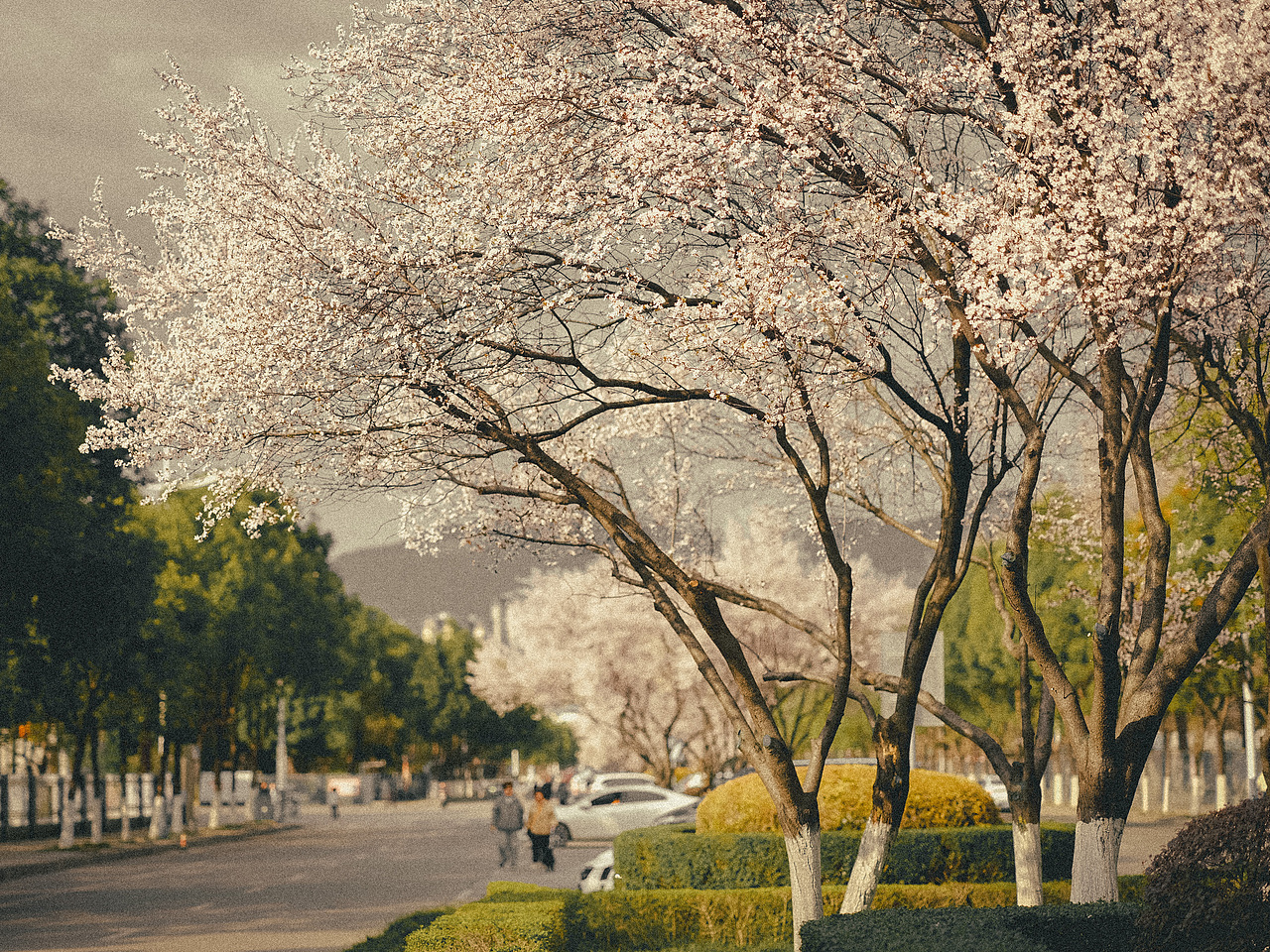 盛开的紫叶李（图ZNDAzNTQ5NzA4） - 风光摄影 - 站酷设计师下午茶空间原创素材 - 站酷ZCOOL