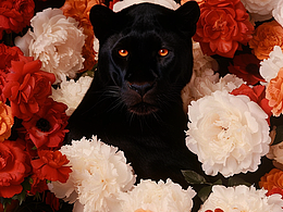 新的一年大家都要“豹”富