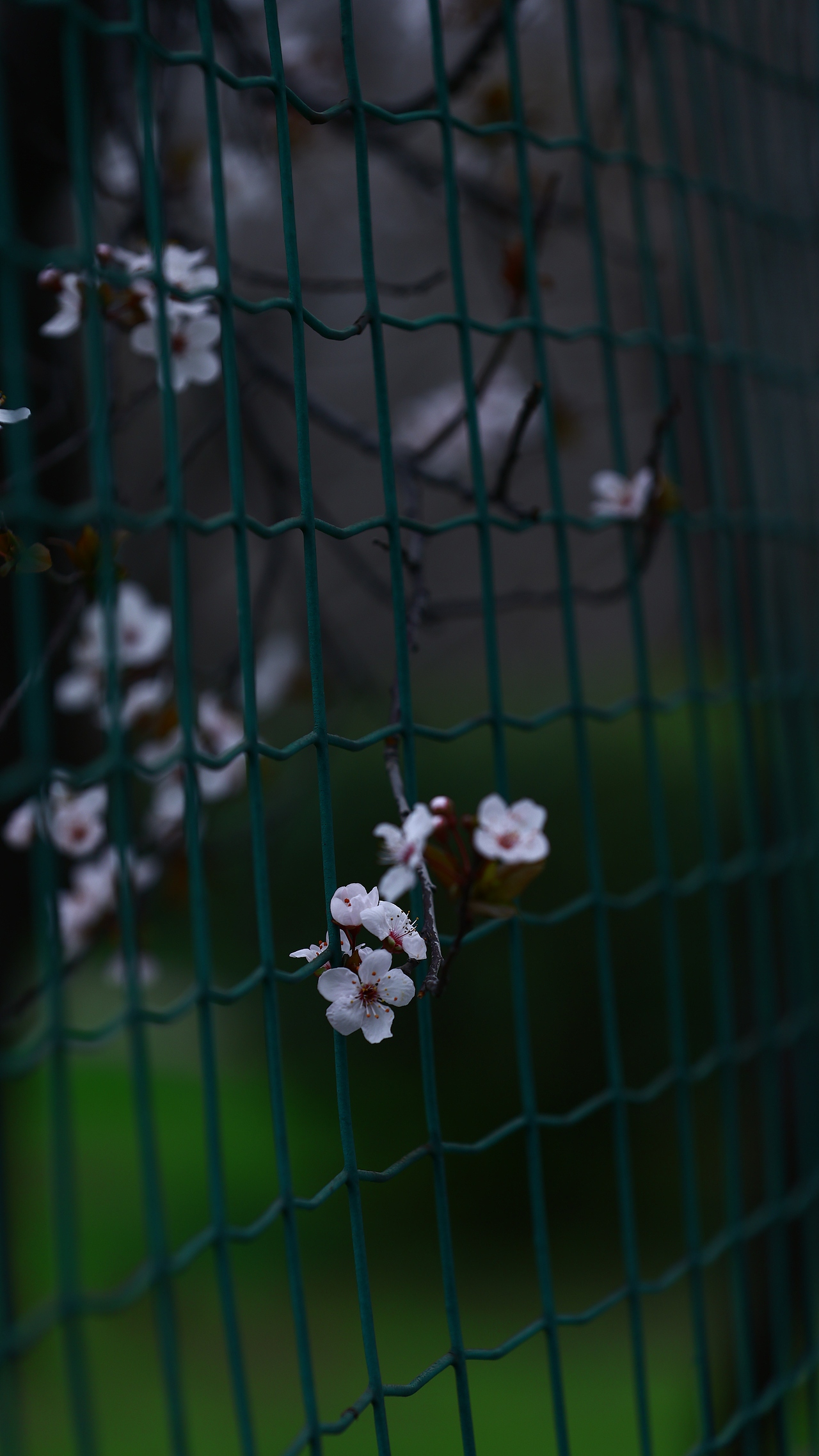 踏春（图ZNDAzNzA5OTc2） - 其他摄影 - 站酷设计师Z401259515原创素材 - 站酷ZCOOL