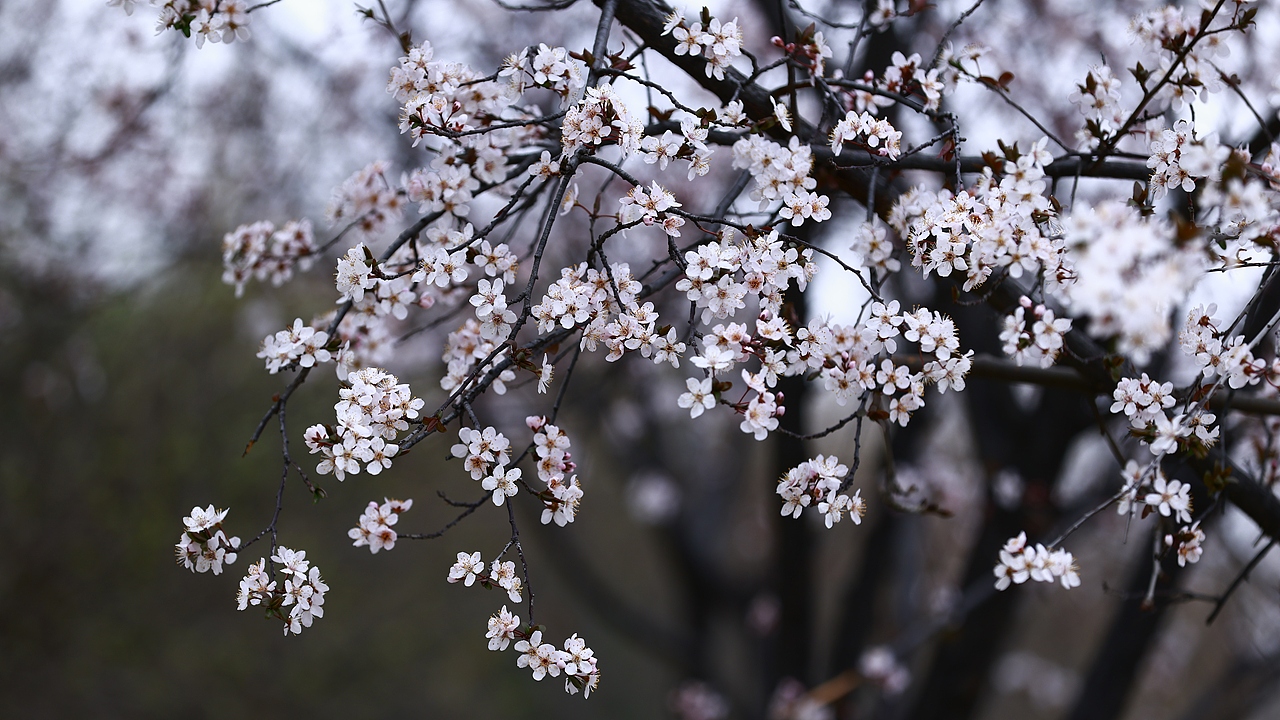 踏春（图ZNDAzNzA5OTky） - 其他摄影 - 站酷设计师Z401259515原创素材 - 站酷ZCOOL