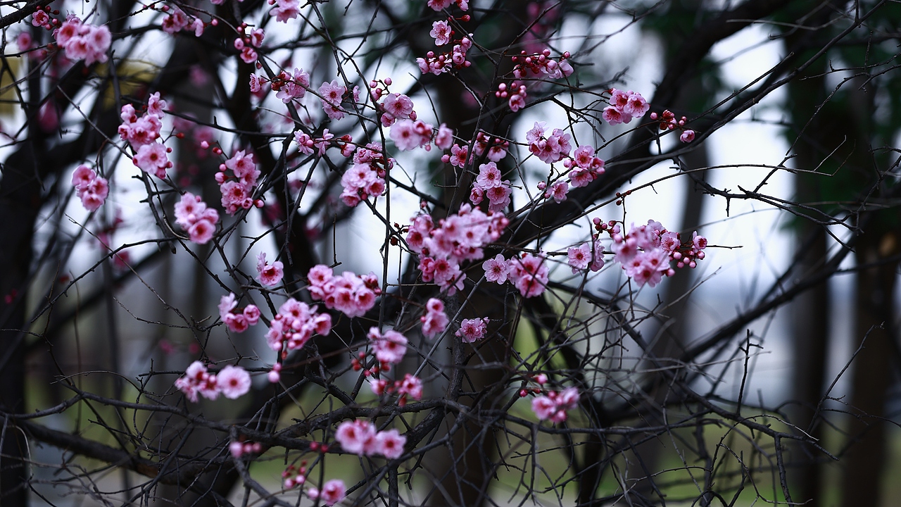 踏春（图ZNDAzNzA5OTk2） - 其他摄影 - 站酷设计师Z401259515原创素材 - 站酷ZCOOL