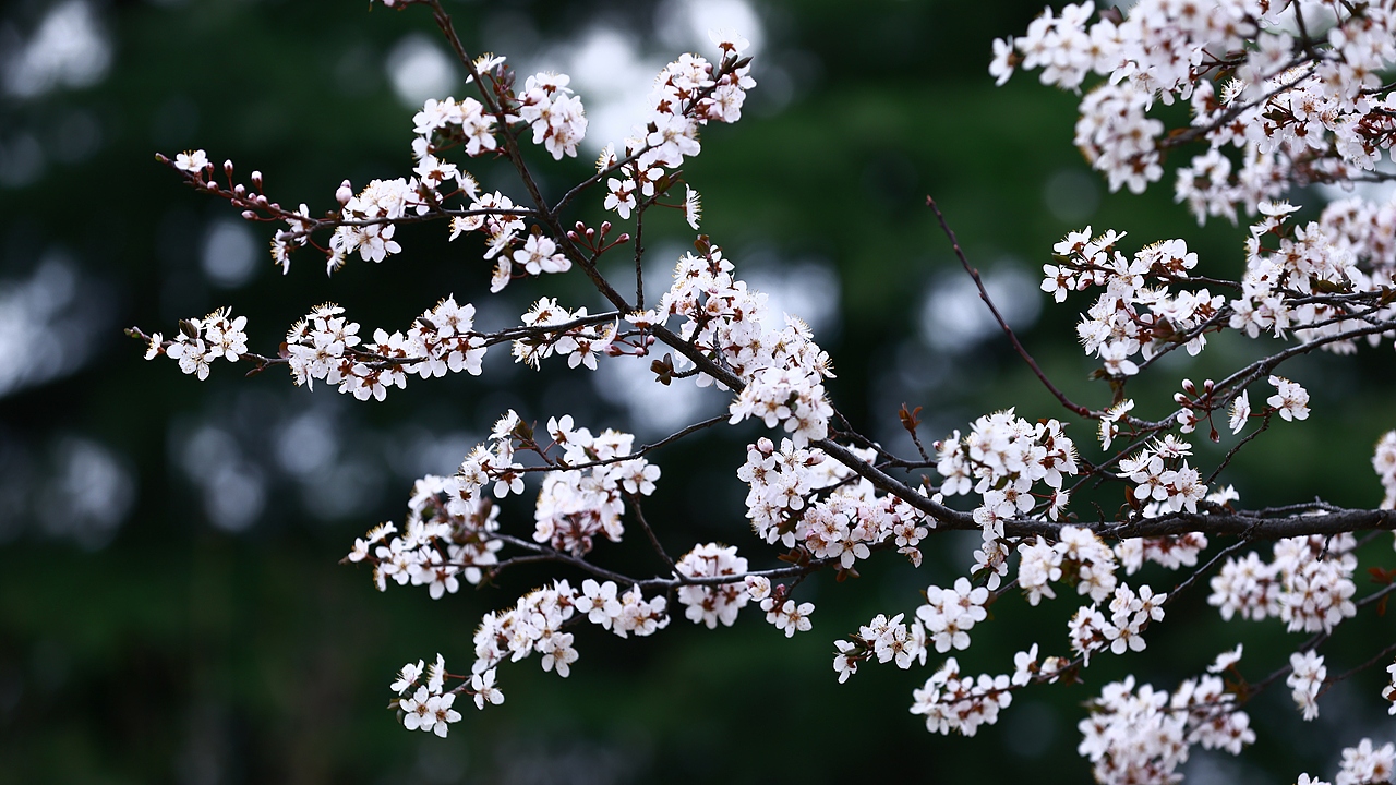 踏春（图ZNDAzNzA5OTg4） - 其他摄影 - 站酷设计师Z401259515原创素材 - 站酷ZCOOL